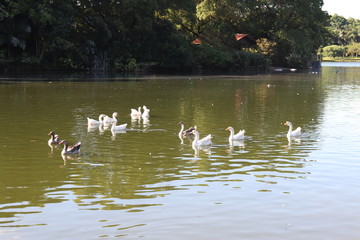 Ibirapuera's Park - 83