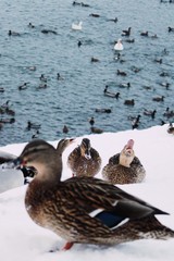 Ducks and drakes on a snowy beach
