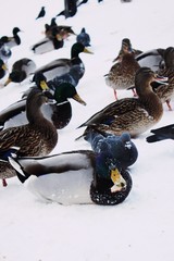 Ducks and drakes on a snowy beach