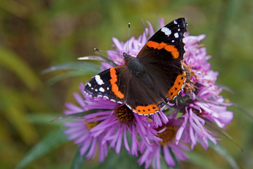 Naklejka premium Admiral - Schmetterling auf lila Blüte