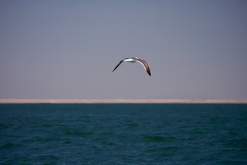 Fototapeta na wymiar seagulls flying over the sea Ojo de Liebre Baja California mexico