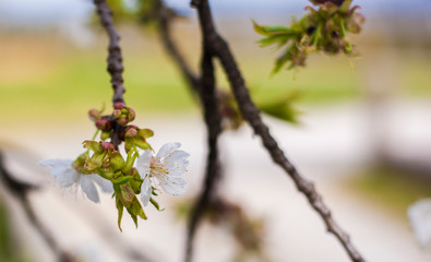 Cherry blossom