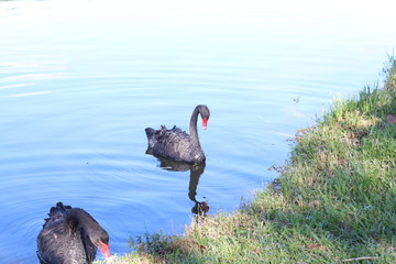 Ibirapuera's Park - 40