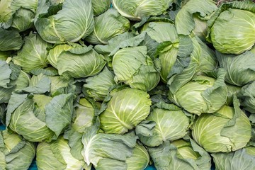 Fototapeta na wymiar a lot of cabbage