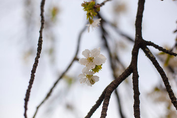 Cherry blossom