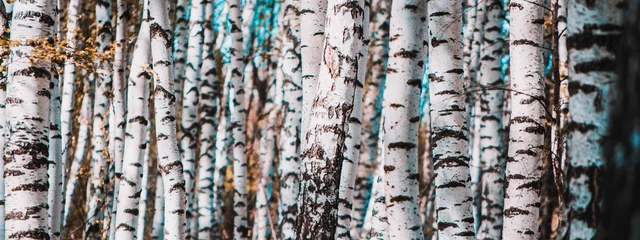 Foto op Plexiglas Birch grove © alekseyliss