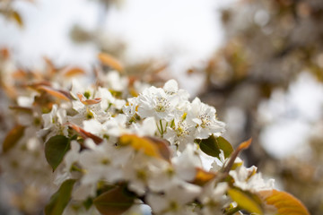 Pear blossom