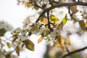 Pear blossom