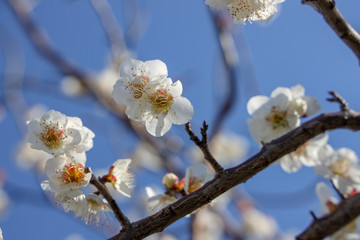 京都ぶらり、令和になったので梅追加