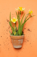 Yellow Narcissus flowers in a ceramic pot on the orange background, gardening concept, studio shot