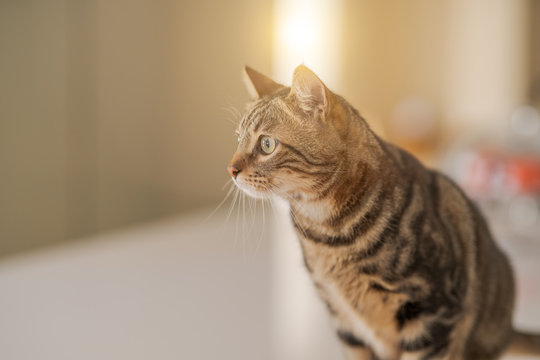 Beautiful short hair cat sitting on white table at home