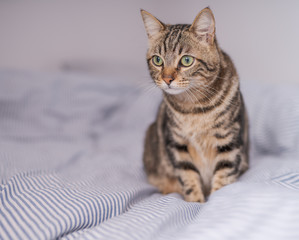 Beautiful short hair cat lying on the bed at home