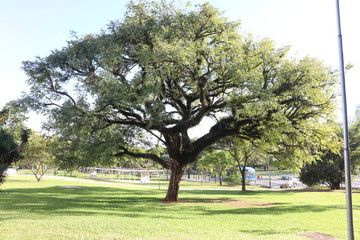 Ibirapuera's Park - 8