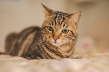 Beautiful short hair cat lying on the bed at home