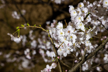 夜桜