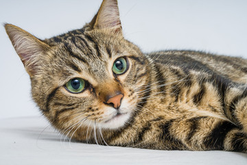 Beautiful short hair cat lying on the bed at home