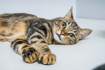 Beautiful short hair cat lying on the bed at home