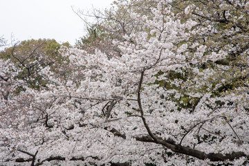 桜