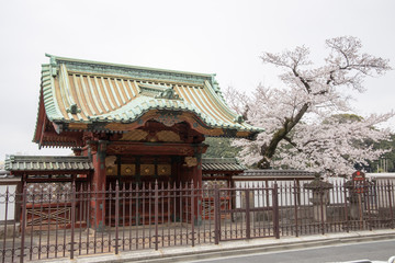 Fototapeta premium 桜