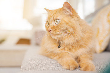 Beautiful ginger long hair cat lying on the sofa on a sunny day at home