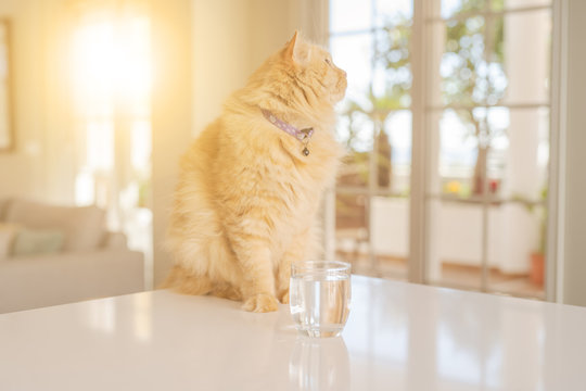 Beautiful ginger long hair cat lying on kitchen table on a sunny day at home