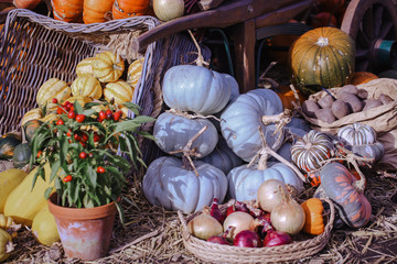 Pumpkin and vegetables display on the harvest festival. Concept of Halloween, autumn symbol, pumpkins for decoration, unusual vegetable competition.