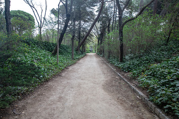 Camino en el parque