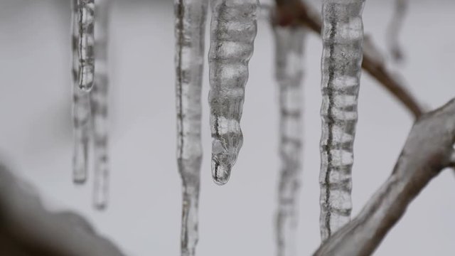 Melting dripping icicles from the branch in the early spring macro close up view. Transparent beautiful icicle melts therethrough falling water drops are seen