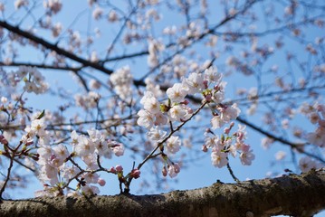 日本の桜