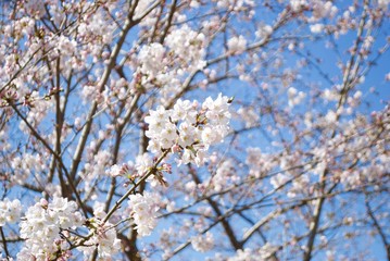 日本の桜