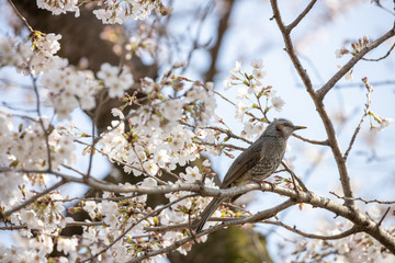 桜とヒヨドリ