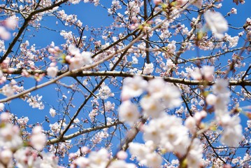 日本の桜