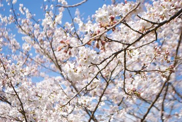 日本の桜