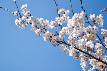 日本の桜