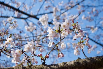 日本の桜