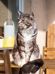 cute cat basking in the sun