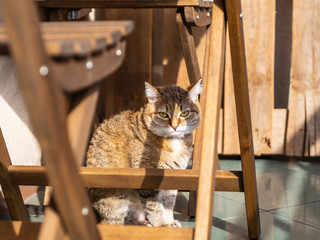 cute cat basking in the sun