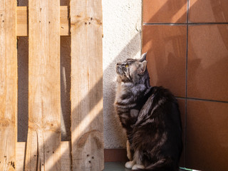 cute cat basking in the sun