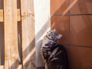 cute cat basking in the sun