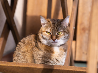 cute cat basking in the sun