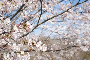 桜の木