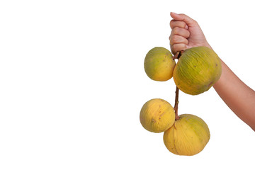 Hand holding ripe Santol or Sentul fruit (Sandoricum koetjape) isolated on white background included clipping path.