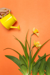 Studio shot of yellow Narcissus flowers with a watering can on the orange background, gardening concept © triocean