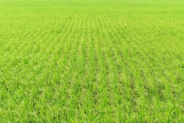 Obraz na płótnie Canvas green rice in field for background