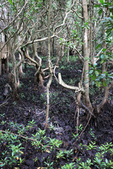 mangrove forest in Zanzibar