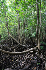 magrove jungle forest