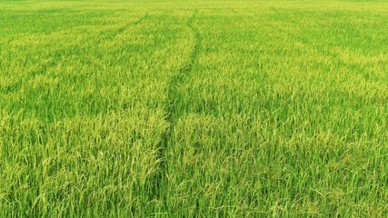 green rice in field for background
