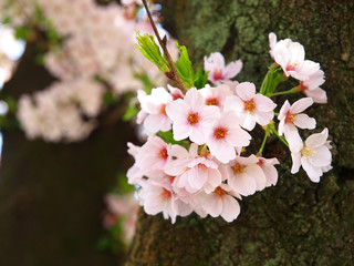 桜の花