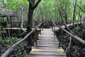 wooden bridge in mangrove forest