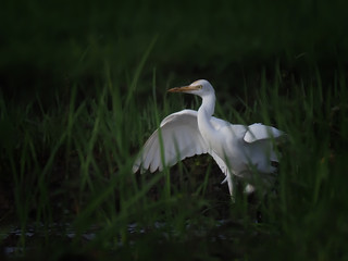 egret flaps its wings